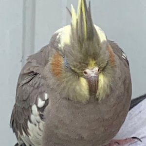 Meet your Posher, Maliha